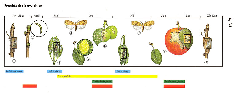 Temmen GmbH Apfelwickler